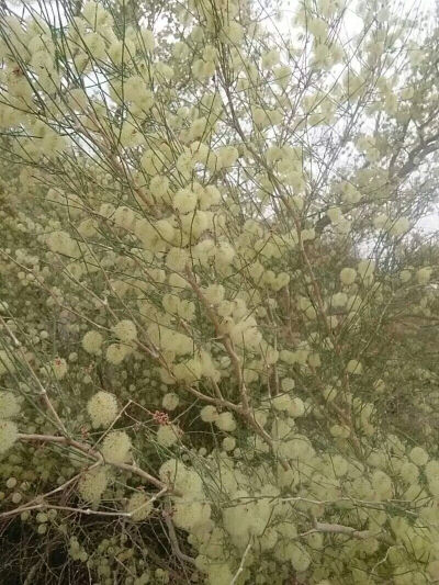 求科普！这个是什么花，什么植物