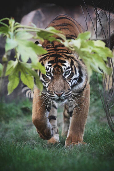 tiger，老虎，猫科动物