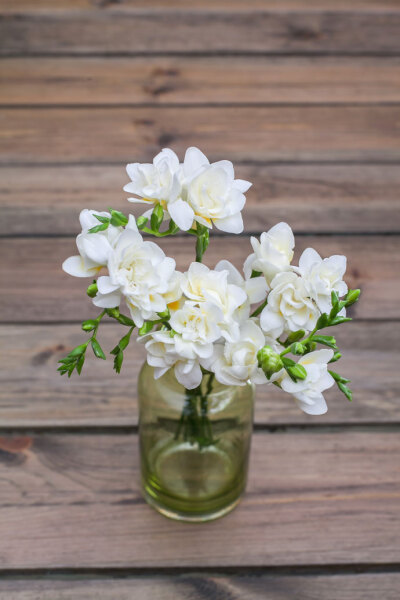 办公室小花草——香雪兰
来自 花田小憩APP