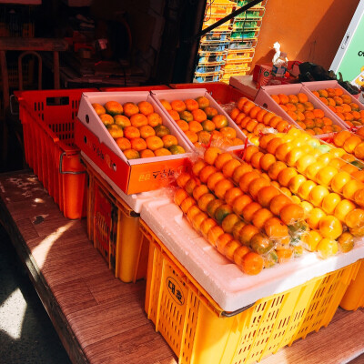 济州岛 济州特产橘子
