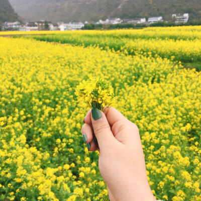 二月的南方已经暖洋洋 油菜花开得正旺 