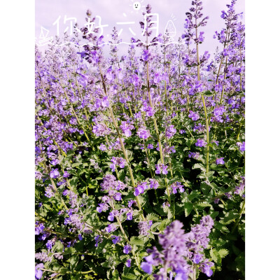 所有的风景都很美