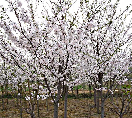 樱花树图片，樱花树种植基地，樱花树价格13917162849