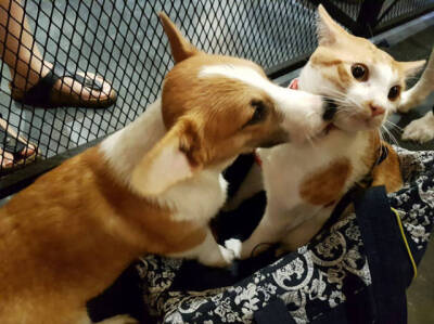 走开！混蛋，竟然胆敢占本喵的便宜！！！