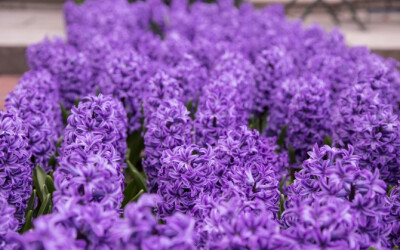 紫色植物风信子桌面图片