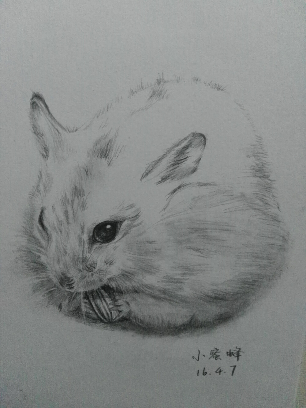 手绘小仓鼠一枚