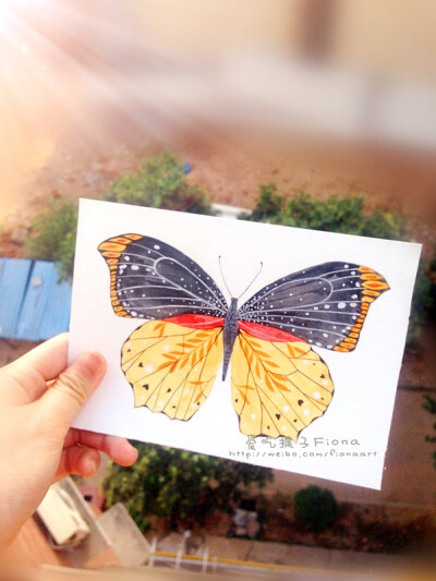 Butterfly