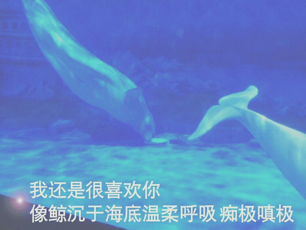 白鲸 海底