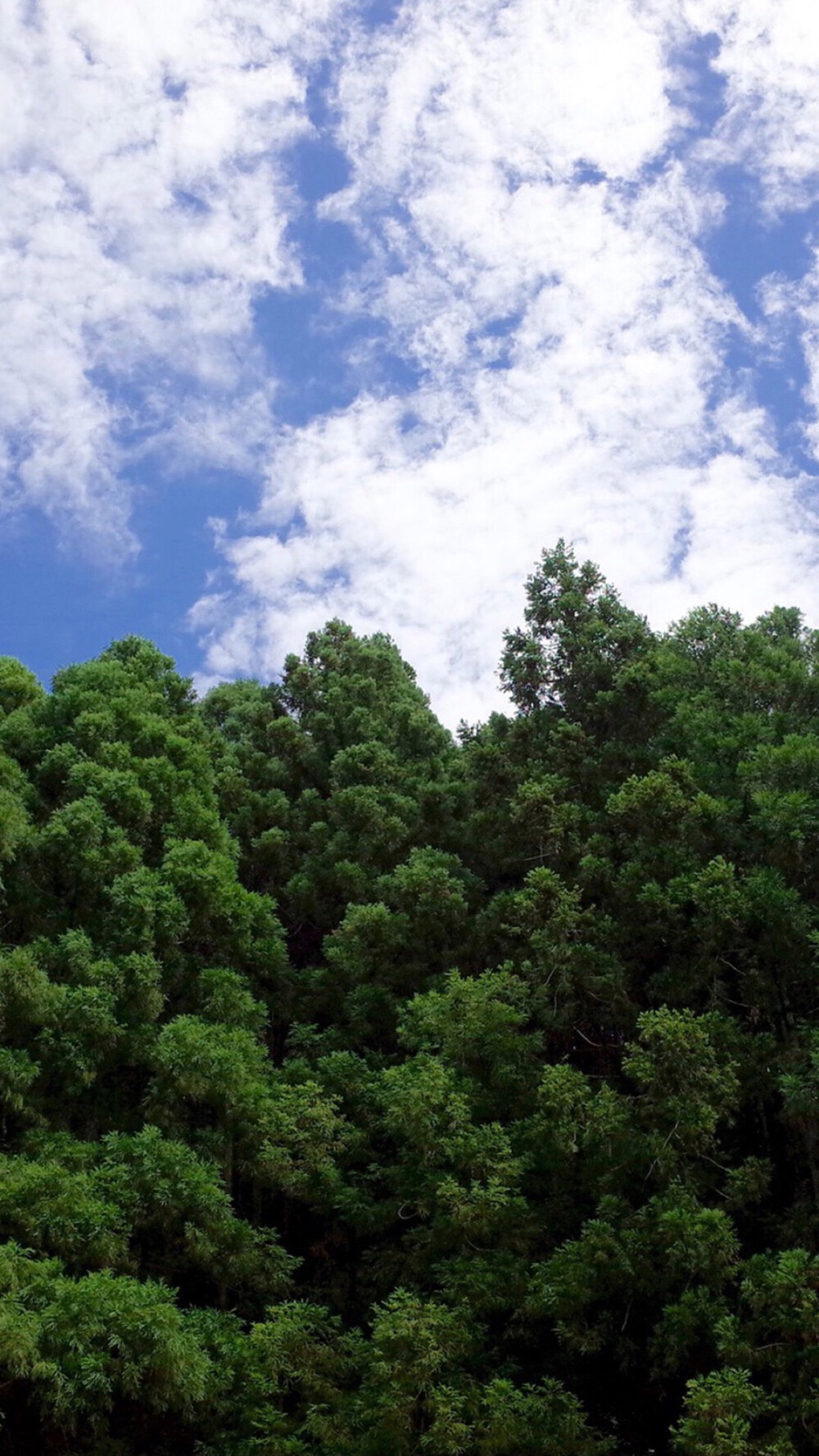 景 林 壁纸