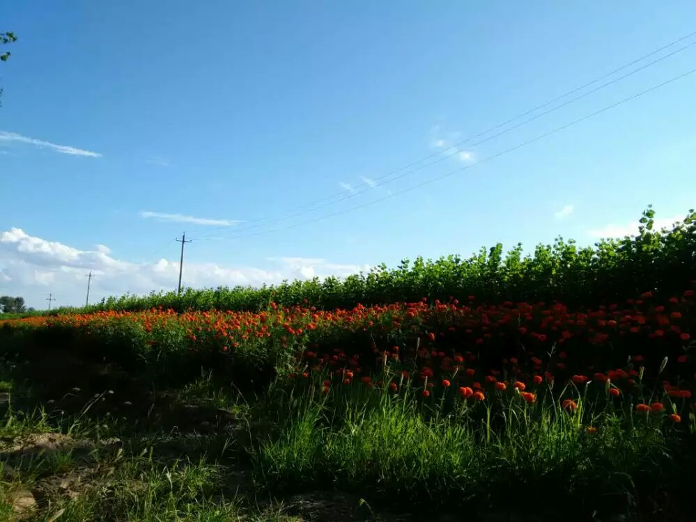 花地