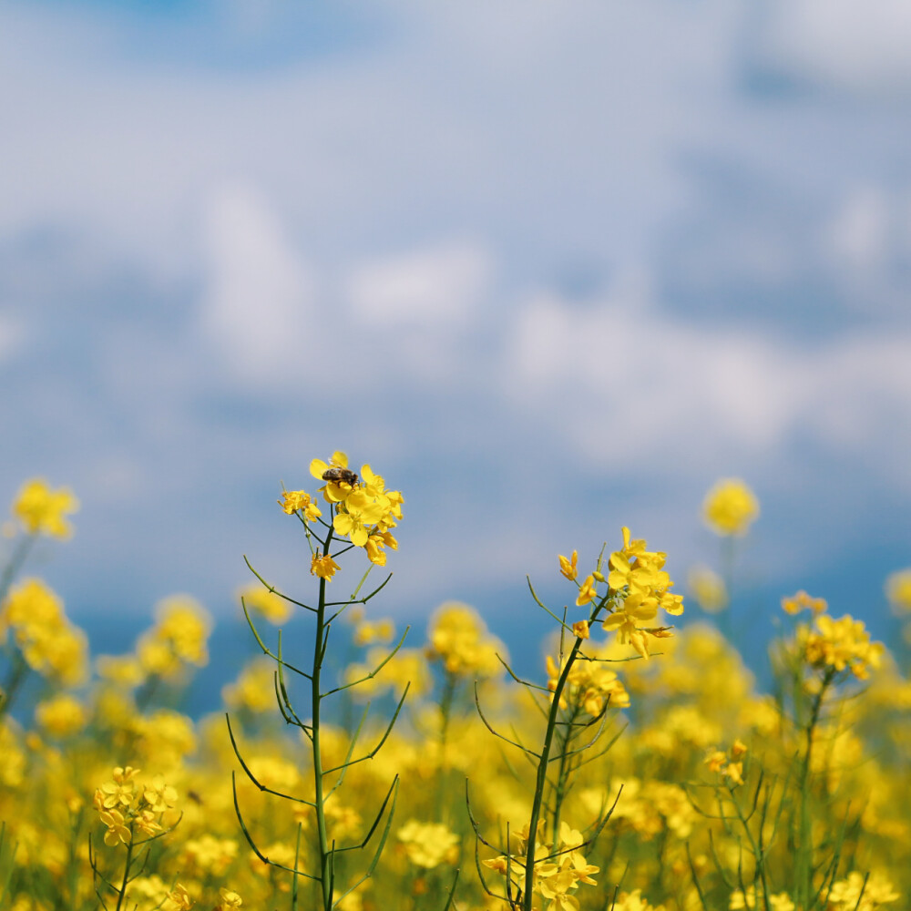 【青海湖·油菜花】