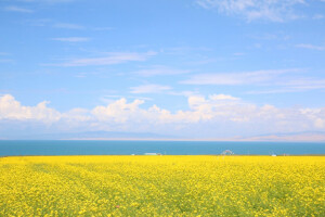 【青海湖·油菜花】