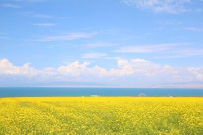 【青海湖·油菜花】