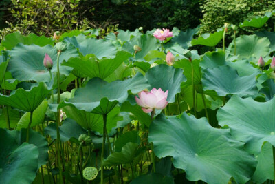 逛锦里偶然看见了池塘里的荷花