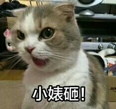 猫咪表情包