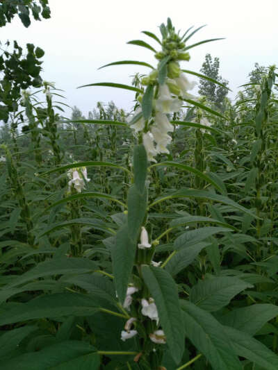 芝麻开花节节高
