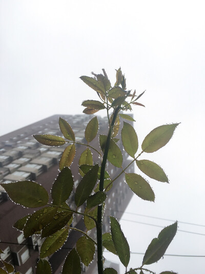 雨蒙蒙