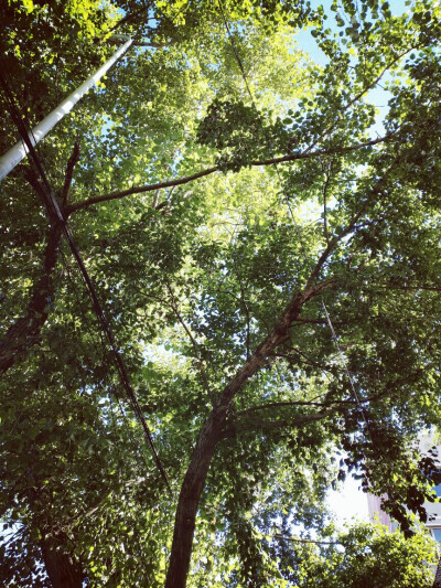 为何如此明媚。