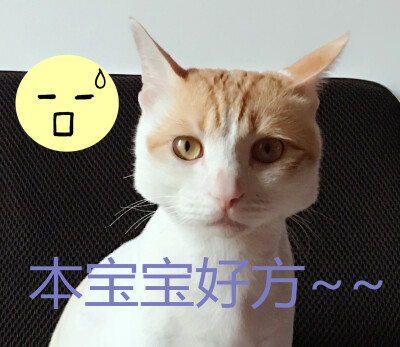 好方的猫咪