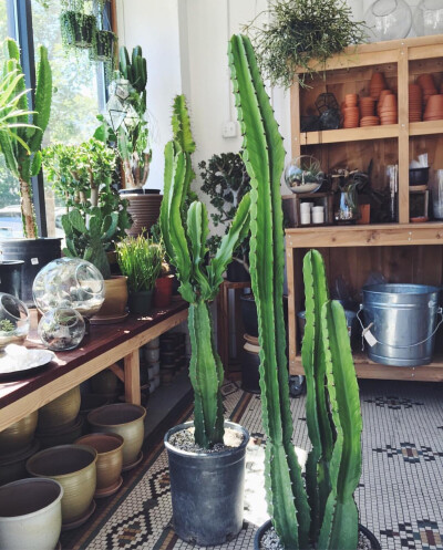 盆栽/绿植/仙人掌。