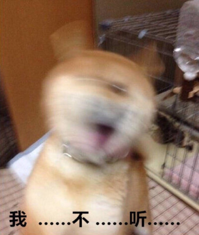 柴犬