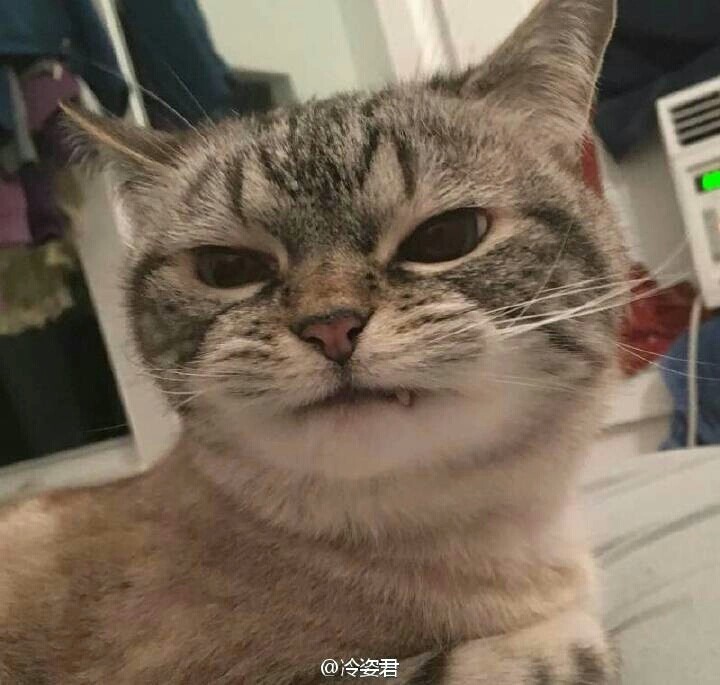 猫猫loki因为牙齿咬合问题,小虎牙突出像个小吸血鬼.