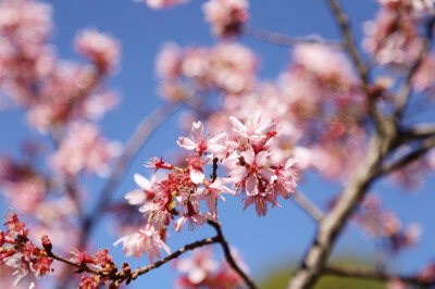 Auburn cherry blossom festival 悉尼樱花节2016