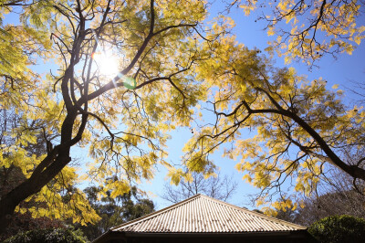 Auburn cherry blossom festival 悉尼樱花节2016