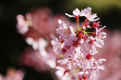 Auburn cherry blossom festival 悉尼樱花节2016