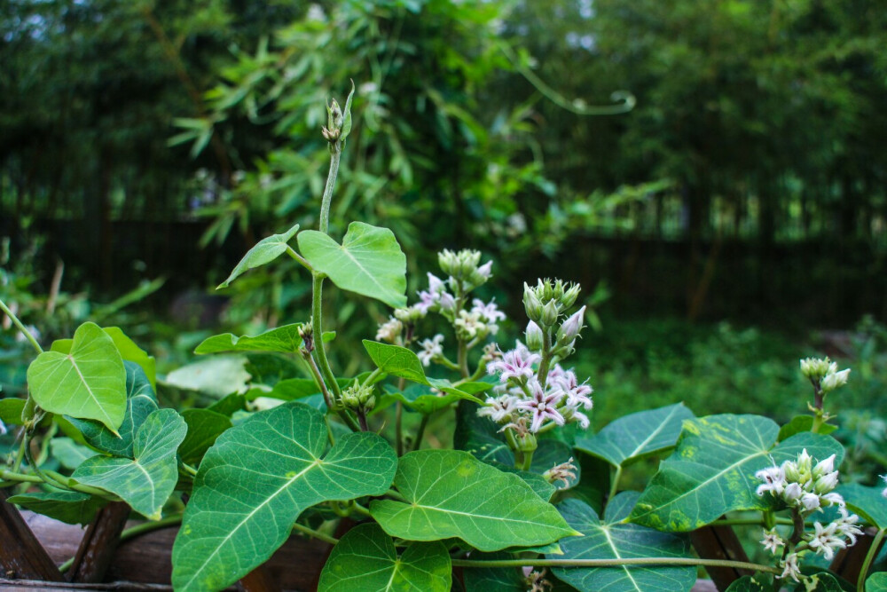 植物