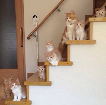 我家楼梯的一排小可爱