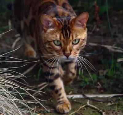 孟加拉猫