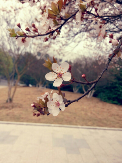 信阳师院老图书馆门前的花