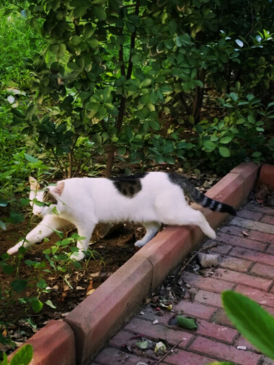 雨后天气微凉，又遇到这只在觅食的胖猫