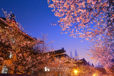 鸡鸣寺夜景2016 (2)