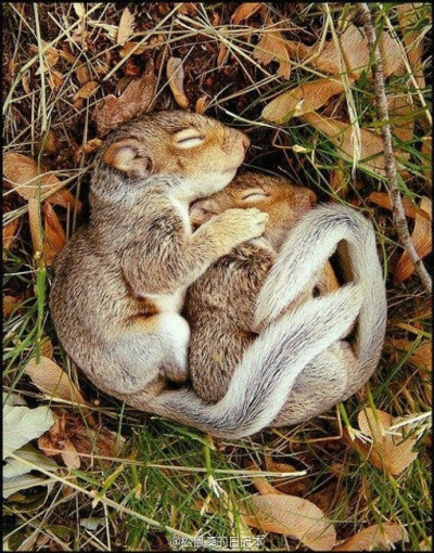 #松鼠界的小伙伴们# 睡觉的松鼠宝宝来说晚安(¦3ꇤ[▓▓]