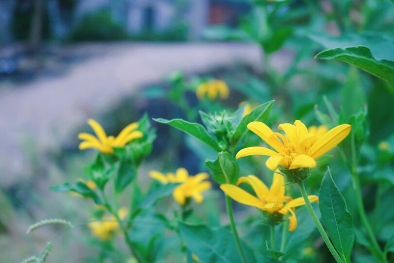 花儿总是让人心情愉悦