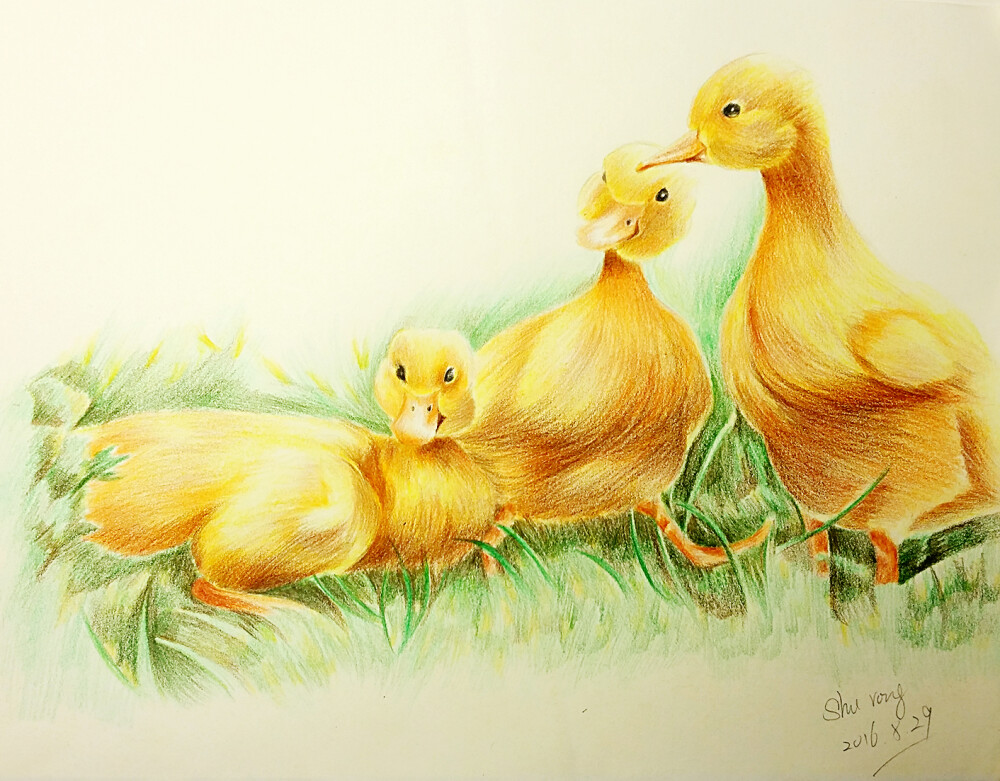 彩铅手绘，三只小黄鸭，《动物绘2》临摹
