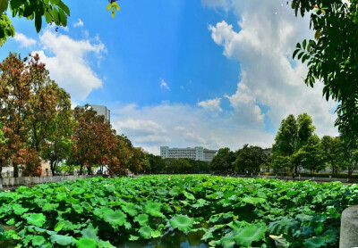 广西大学荷塘