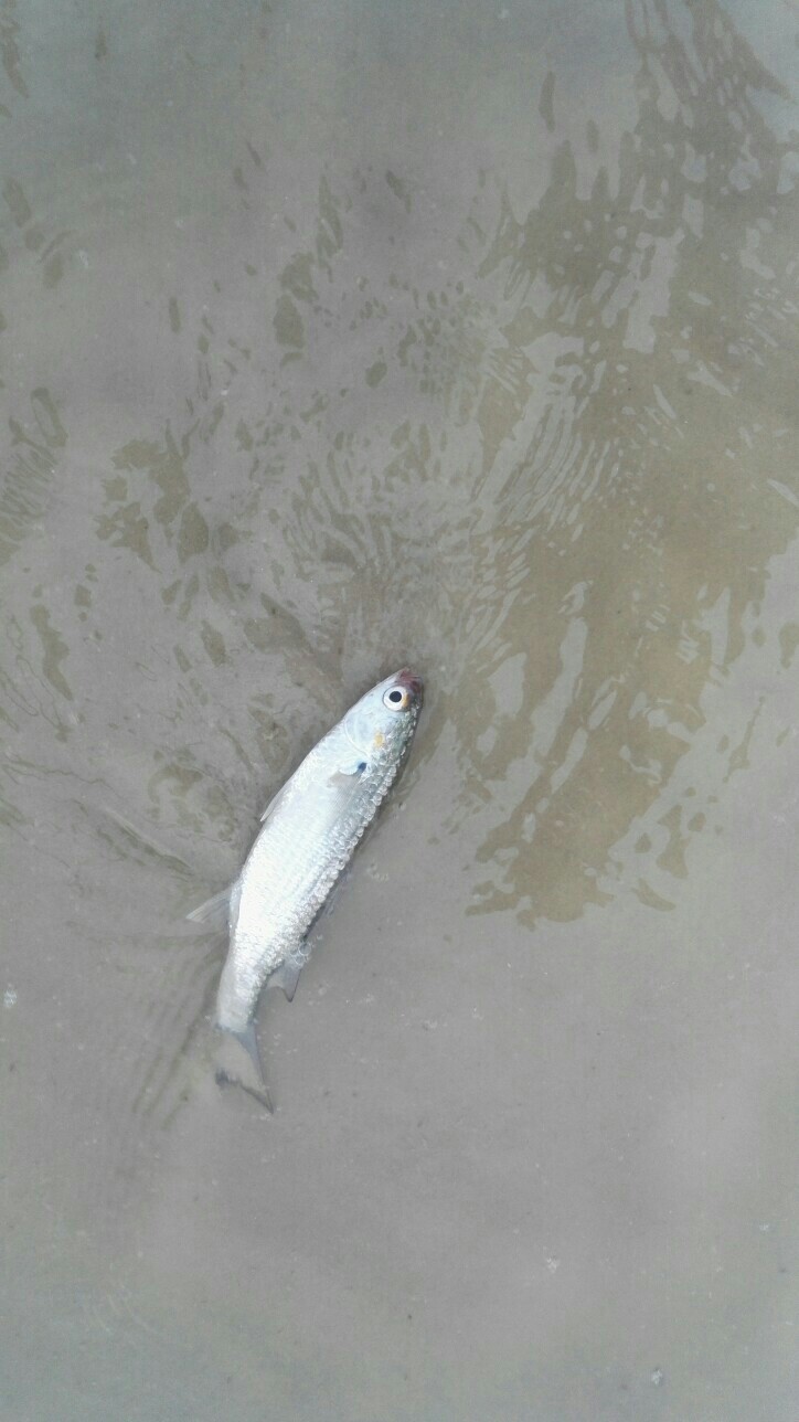 糯米，晶晶，生活，旅行，南方，花儿，远行，美好，海边，假期，度假，北海，沙滩，银滩