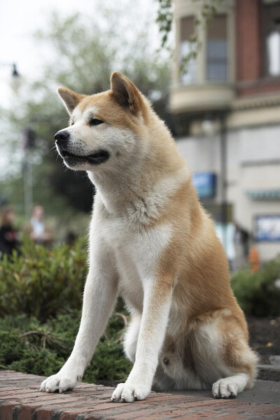 忠犬八公-一只狗狗让你懂守候的重要