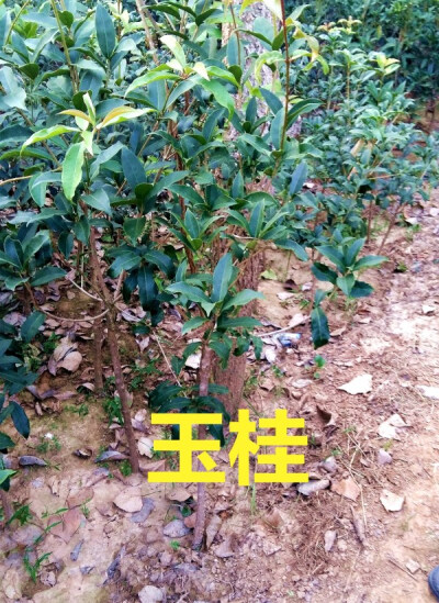 桂花树苗四季桂金桂丹桂沉香桂盆景庭院绿植 玉桂龙桂刺桂新品种