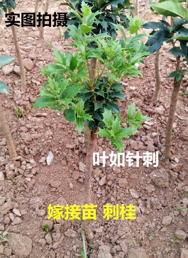 桂花树苗四季桂金桂丹桂沉香桂盆景庭院绿植 玉桂龙桂刺桂新品种