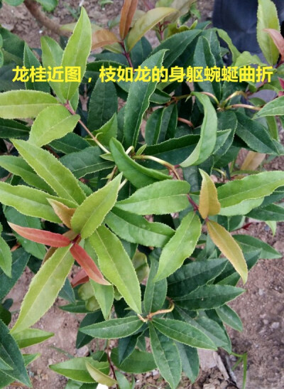 桂花树苗四季桂金桂丹桂沉香桂盆景庭院绿植 玉桂龙桂刺桂新品种