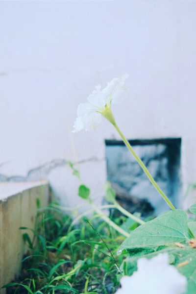 【阿木酱】这是我的夏天里，最好看的一朵花