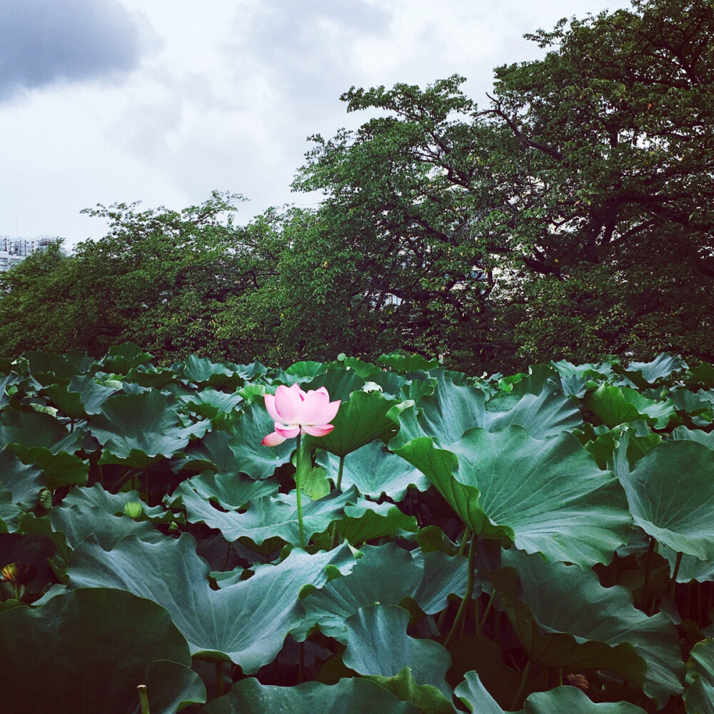 上野公园不忍池