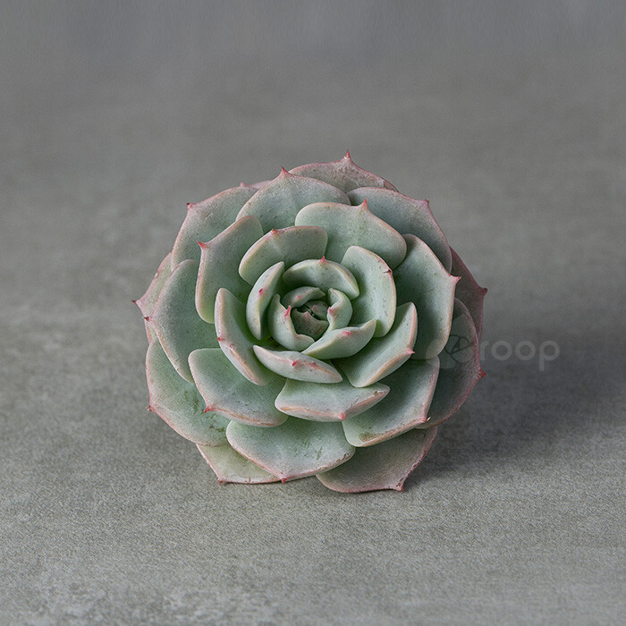 【雪域】多肉植物，又名蓝巴黎
拉丁学名：Echeveria Deresina
科属：景天科杂交属（静夜＊鲁氏石莲花杂交）
原产地：不明
描述：植株中小型，经典的莲座状，幼时无茎，成年株有茎，直立。叶片轮生，匙形，排列紧密，叶端有小尖，肉质较为单薄，幼年株淡绿色，叶缘和叶尖会泛红，成年株蓝色，或是蓝绿色，被白粉，叶尖洋红色，叶片保留了“鲁氏”的叶形叶貌，但叶色由偏灰改良为偏蓝，还传承了“红尖”的优良品质。
养护：喜阳光充足、通风干燥的环境，耐干旱，怕水涝，生长适温10-25摄氏度。春秋季建议露天养护，让植株充分沐浴阳光，状态更佳; 夏季高温植株会滞长，或进入休眠状态，建议适当遮荫，避免暴晒