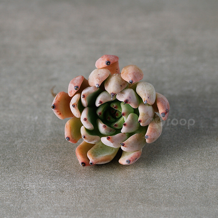 【绿爪】多肉植物
拉丁学名：Echeveria cuspidata var. zaragozae；
科属：景天科拟石莲属；
原产地：不明
描述：肉质叶呈紧凑的莲座状排列，叶扁长向上呈粉绿色，新叶绿色，经过光照逐渐变粉，叶顶端是红底黑色爪刺；
养护：干透浇透，避免积水，通风很重要，夏季遮阳，减少浇水量，冬季低于零度室内养护；