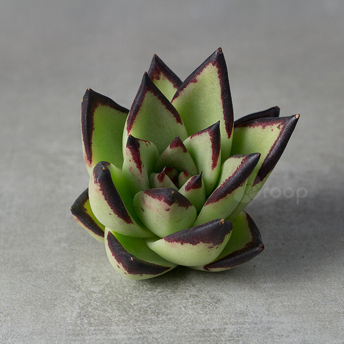 【乌木】多肉植物，又名黑檀汁
拉丁学名：Echeveria agavoides \'Ebony\'
科属：景天科拟石莲属
原产地：不明，园艺种
描述：中大型园艺种，植株叶片光滑，叶片比较宽，叶缘发红发紫，强光颜色呈乌紫色，乌木颈部粗壮，随着生长而逐渐长粗。叶片莲座型密集排列，叶片广卵形至散三角卵形，背面突起微呈龙骨状，叶片先端尖。叶色常年灰绿色至白灰色，昼夜温差大或冬季低温期叶缘至叶尖会大紫红或褐红，弱光状态则叶缘色浅紫红，叶片也会相对拉长，老叶叶缘的紫红基本常年保持过半，只有新叶出来才是叶尖带红。植株的叶面光滑不容易积水。
养护：需要接受充足日照叶色叶缘才会艳丽，株型才会更紧实美观。多年