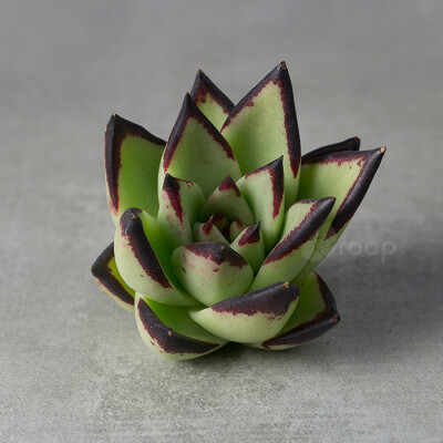 【乌木】多肉植物，又名黑檀汁
拉丁学名：Echeveria agavoides \'Ebony\'
科属：景天科拟石莲属
原产地：不明，园艺种
描述：中大型园艺种，植株叶片光滑，叶片比较宽，叶缘发红发紫，强光颜色呈乌紫色，乌木颈部粗…